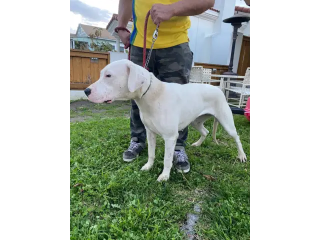 4 months old Dogo Argentino Puppies for Sale - 6/8