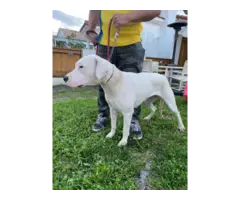 4 months old Dogo Argentino Puppies for Sale - 6