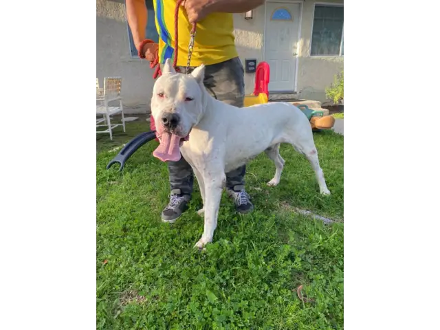 4 months old Dogo Argentino Puppies for Sale - 7/8
