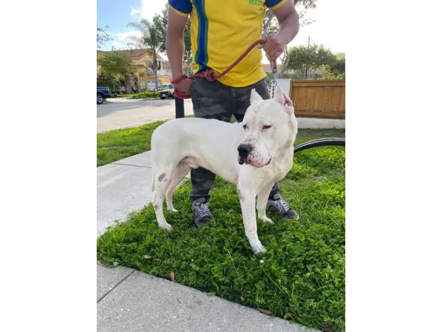 4 months old Dogo Argentino Puppies for Sale - 8/8