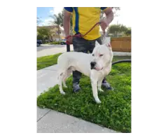 4 months old Dogo Argentino Puppies for Sale - 8
