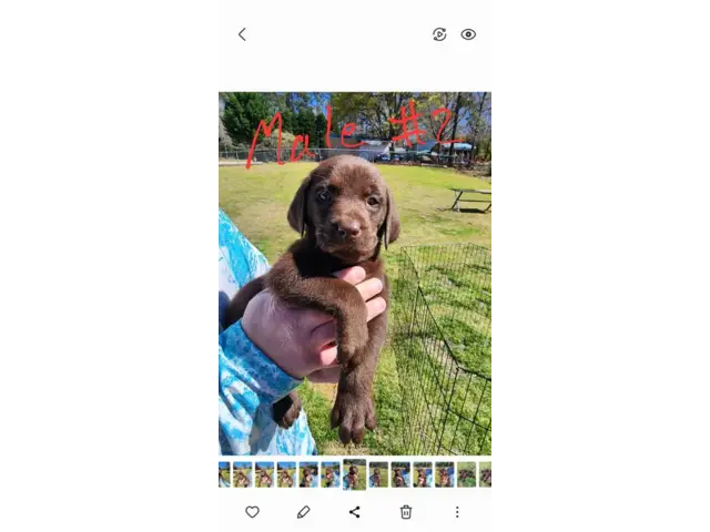 7 beautiful AKC Chocolate Lab Puppies for Sale - 1/13