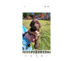 7 beautiful AKC Chocolate Lab Puppies for Sale