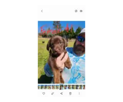 7 beautiful AKC Chocolate Lab Puppies for Sale - 2