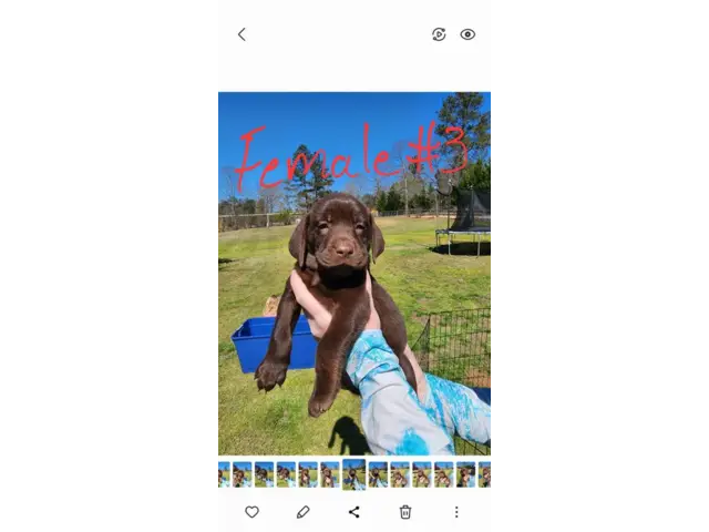 7 beautiful AKC Chocolate Lab Puppies for Sale - 3/13