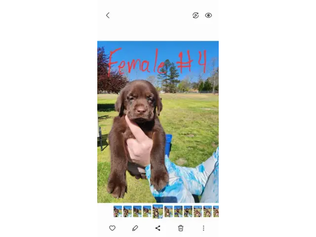 7 beautiful AKC Chocolate Lab Puppies for Sale - 4/13