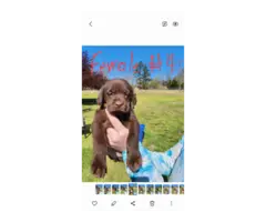 7 beautiful AKC Chocolate Lab Puppies for Sale - 4