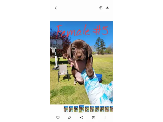 7 beautiful AKC Chocolate Lab Puppies for Sale - 5/13