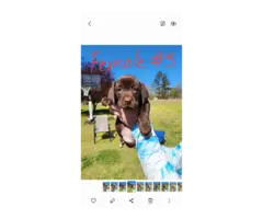 7 beautiful AKC Chocolate Lab Puppies for Sale - 5