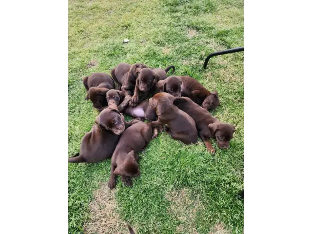 7 beautiful AKC Chocolate Lab Puppies for Sale - 6/13