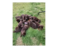 7 beautiful AKC Chocolate Lab Puppies for Sale - 6