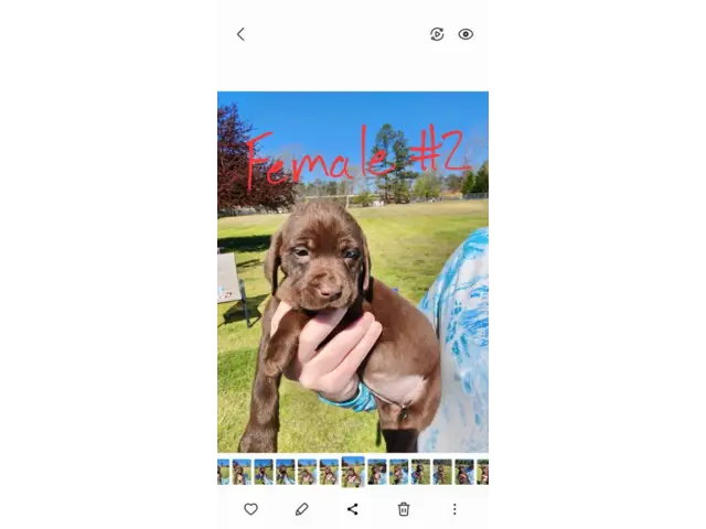 7 beautiful AKC Chocolate Lab Puppies for Sale - 8/13