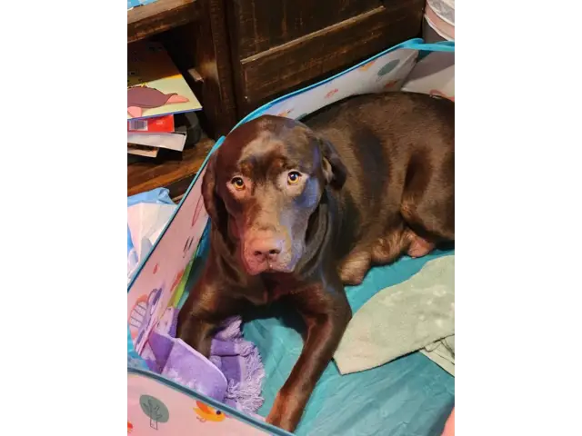7 beautiful AKC Chocolate Lab Puppies for Sale - 11/13