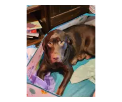 7 beautiful AKC Chocolate Lab Puppies for Sale - 11
