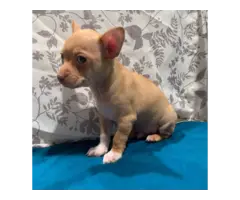 Male Chihuahua Puppies - 2