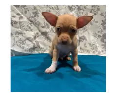 Male Chihuahua Puppies - 3