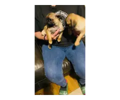 Two Apricot Purebred Pug Puppies for Sale