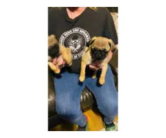 Two Apricot Purebred Pug Puppies for Sale - 2