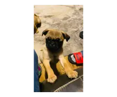 Two Apricot Purebred Pug Puppies for Sale - 7