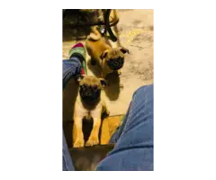 Two Apricot Purebred Pug Puppies for Sale - 9