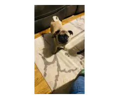 Two Apricot Purebred Pug Puppies for Sale - 11