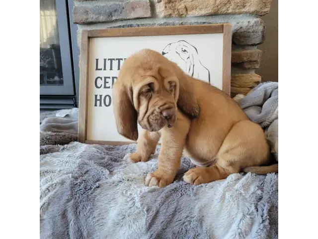 AKC Registered bloodhound puppies for sale - 1/5