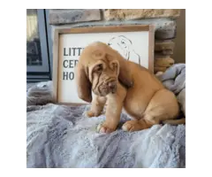 AKC Registered bloodhound puppies for sale - 1