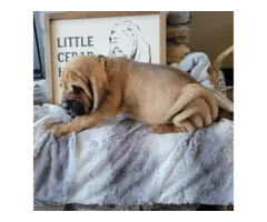 AKC Registered bloodhound puppies for sale - 2