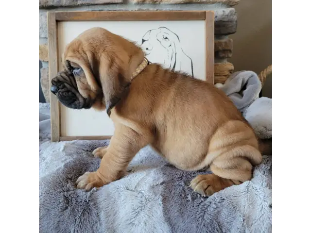 AKC Registered bloodhound puppies for sale - 4/5