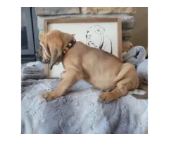 AKC Registered bloodhound puppies for sale - 5