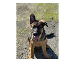 German Shepherd Puppy for Sale - 2