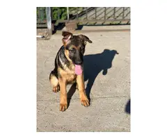 German Shepherd Puppy for Sale - 4
