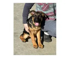 German Shepherd Puppy for Sale - 5
