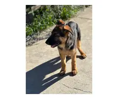 German Shepherd Puppy for Sale - 7