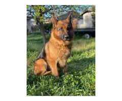 German Shepherd Puppy for Sale - 9