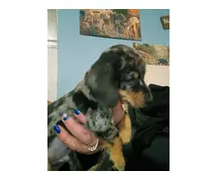 Dapple Dachshund puppies for adoption - 3