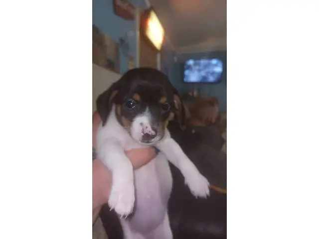 Dapple Dachshund puppies for adoption - 5/5