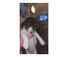 Dapple Dachshund puppies for adoption - 5