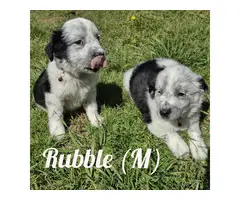 5 Blue heeler/Aussie mix puppies - 2
