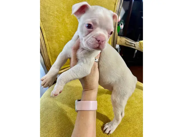 Male Boston Terrier puppies with stunning blue eyes - 5/6