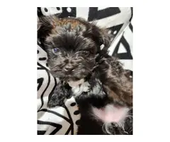 4 Morkie puppies ready for new homes - 5