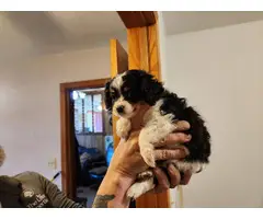 9 weeks old Cavapoo puppies - 4