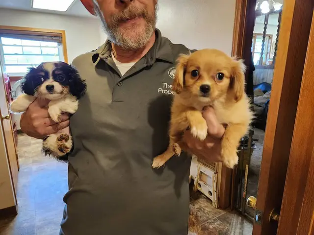 9 weeks old Cavapoo puppies - 5/5