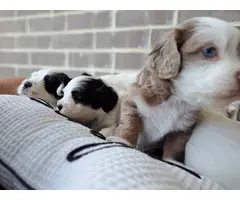 5 Beautiful Toy Cockapoo puppies for sale - 2