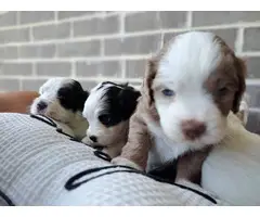5 Beautiful Toy Cockapoo puppies for sale - 3