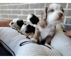 5 Beautiful Toy Cockapoo puppies for sale - 4