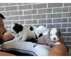 5 Beautiful Toy Cockapoo puppies for sale - 6