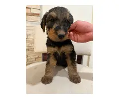 3 Airedale Terrier puppies for sale