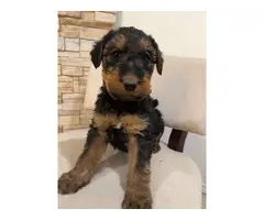 3 Airedale Terrier puppies for sale - 2