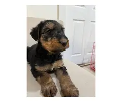 3 Airedale Terrier puppies for sale - 3